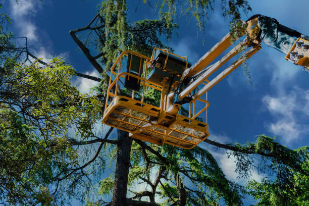 Trusted Midway, GA  Tree Services Experts