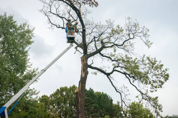 Why Choose Our Tree Removal Services in Midway, GA?